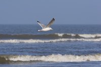 Möwe Stand Ameland