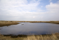 Entekoje Ameland Nes